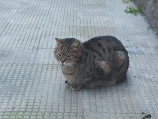 Cassa Forense e la convenzione con Unipol: l’assicurazione per animali